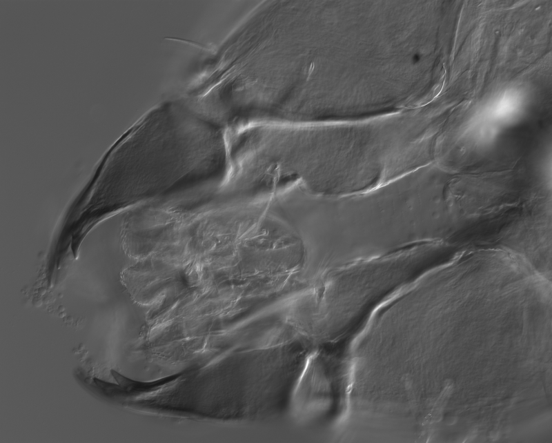 Image: Fox, E.G.P et al